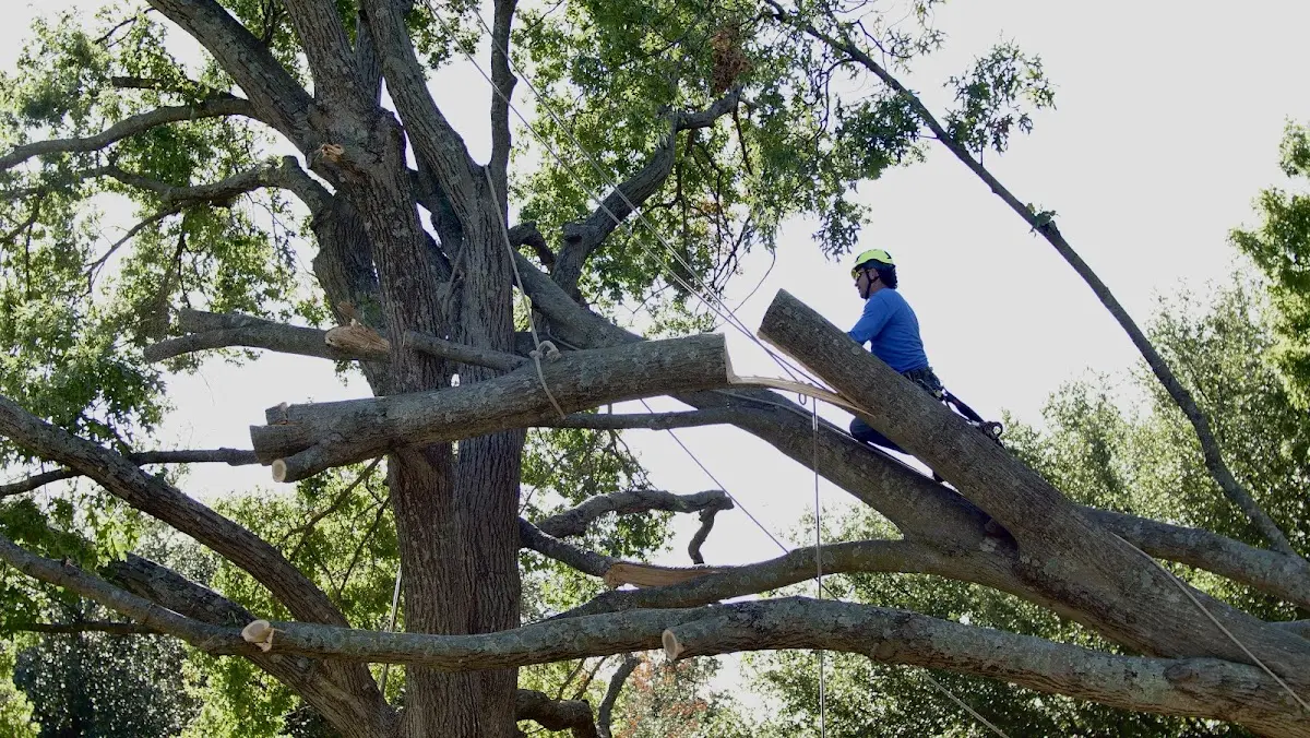 Professional Crown Thinning performed by certified arborists in Jefferson City