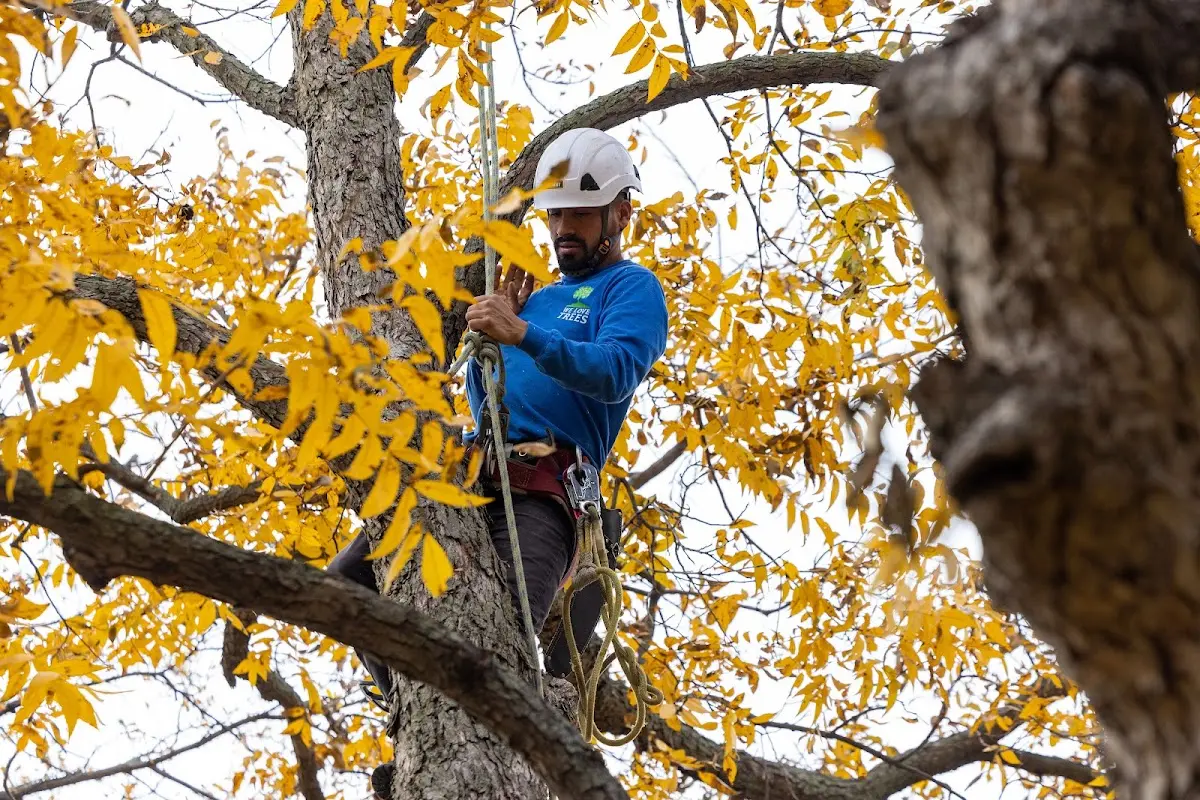 Skilled Tree Planing crew working in Jefferson City