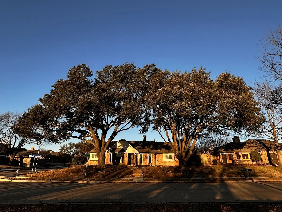 Established residential canopy tree shading a home in Jefferson City